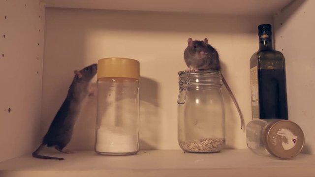 zwei wildfarbene Ratten laufen im K&uuml;chenschrank, Nachtszene, zwei takes