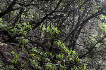 Near Caldeirao Verde