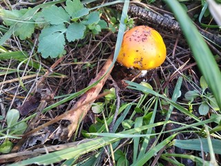 mushroom in grass