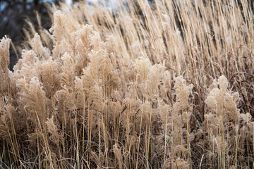 Panicum virgatum 'Squaw'