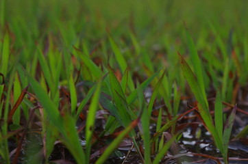 grass on green background