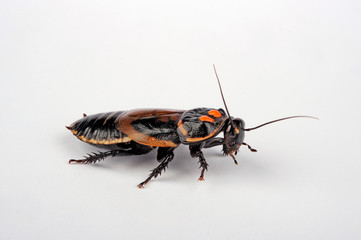 Leuchtschabe (Lucihormetica verrucosa) - glowspot roach