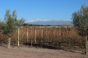 Fototapeta na wymiar Vineyard and the Cordillera, Mendoza