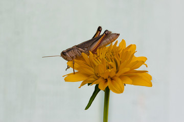 Grasshopper on yellow flower