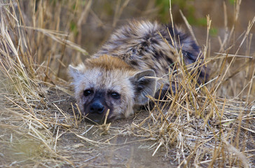 Hyena pup taking a rest 