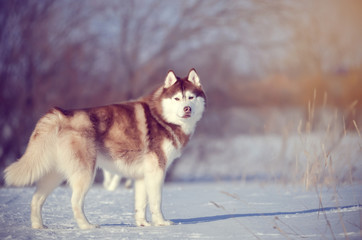 Red dog standing in winter forest outdoor looking and waiting for owner