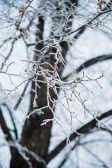 Natural background: the branches of the trees covered frost, close-up