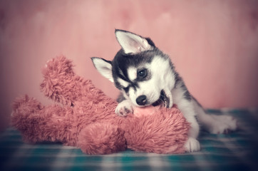 Puppy playing with brown plush toy bear. Purebred Siberian husky.