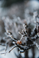 Natural background: the branches of the trees covered frost, close-up