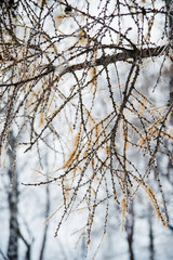 Fototapeta na wymiar Natural background: the branches of the trees covered frost, close-up