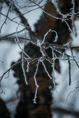 Natural background: the branches of the trees covered frost, close-up