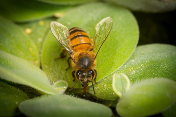 Honey bee sucking up water, frontal view