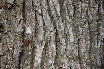 Rough cracked bark on the trunk of an old oak tree close-up - pattern, background texture