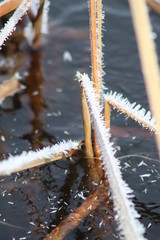 Frozen plants on a pond