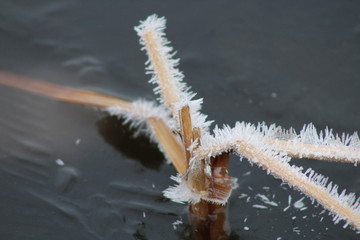 Frozen plants on a pond