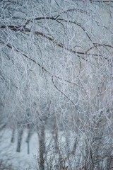 Natural background: the branches of the trees covered frost, close-up