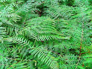Green meadow bracken