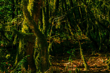 background - subtropical forest, yew-boxwood grove with mossy tree trunks