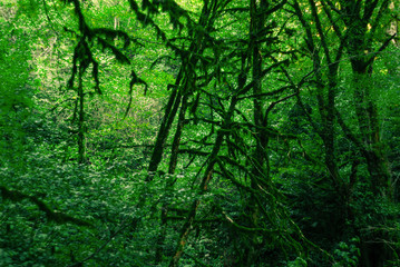 Obraz premium background - subtropical forest, yew-boxwood grove with mossy tree trunks