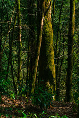 Fototapeta na wymiar background - subtropical forest, yew-boxwood grove with mossy tree trunks