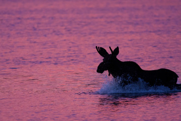 Young bull moose taking a swim in a pink sunset