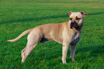 Dog breed American Staffordshire Terrier