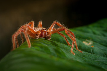 Brown hairy spider looks menacing on green leaf