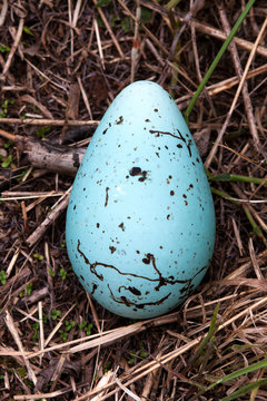 Egg from a Common Murre