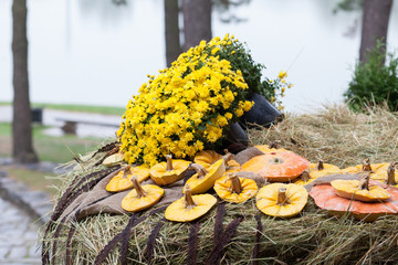 pumpkins and yellow flowers on straw