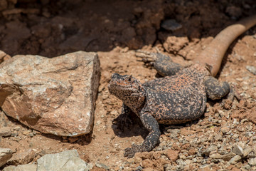 Chuckwalla