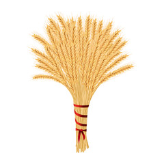 Bunch of wheat. Reap of spiked grain heads. Christmas sheaf. Sheaf of crop ears. Spikes, Julkarve, Julenek, vector illustration.