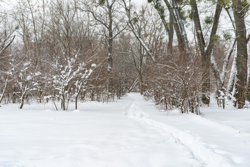 Fototapeta premium The trees near the river are covered with white snow