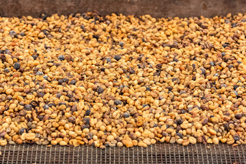 Coffee beans aired in a coffee plantation in Sao Tome and Principe, sorting of coffee beans in a sieve, background 