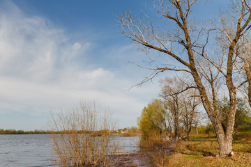 Beautiful spring tree on the river. The composition of nature, background