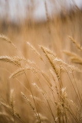 Obraz premium ears of wheat