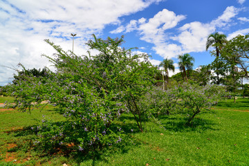 City Park in Brasilia, Brazil