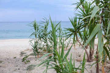 View of the sea through the coastal reeds growing on the sand. Gentle colors. Selective focus