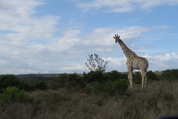 Giraffe vor blauem Himmel in Afrika