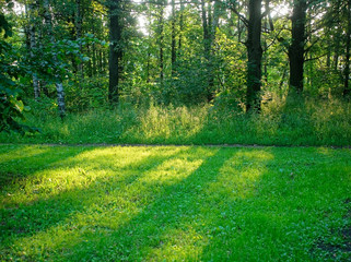 shadow of trees in the Park in summer