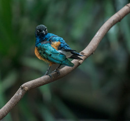 Deep Blue,, Orange, and White Plumage on a Superb Starling on a Branch