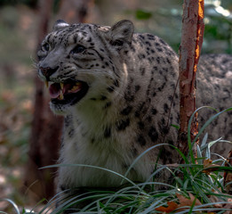 Iconic Spots on a Snow Leopard Snarling