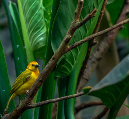 Bright Yellow and Orange Plumage on a Golden Weaver Bird on a Branch
