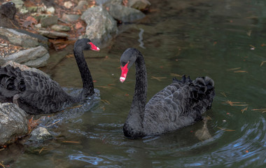 Fototapeta premium Pair of Black Swans Swimming in a Rippling Pond