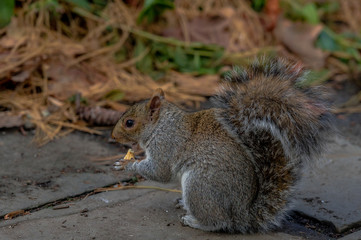Naklejka na ściany i meble Earth Toned Fur on a Grey Squirrel Foraging on the Ground