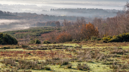 Misty morning in the Ashdown Forest