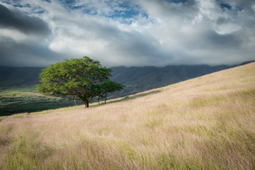 Tree in the field and mountains and clouds