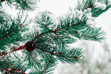 Green pine tree brunches covered with snow, one pine cone, natural winter backdrop. Snowfall in a forest, close up.