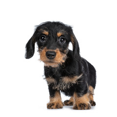 Super cute Mini Dachshund wirehaired standing, looking with big droopy eyes to camera. Isolated on white background.