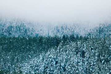 Beautiful foggy mystic mountains. Fog clouds at the pine tree mystical woods. Pine forest covered with snow, winter alpine landscape.