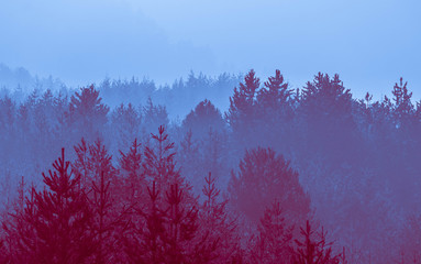 Foggy autumn forest valley, mystical valley background. Pine trees silhouettes in a morning fog, violet and blue colors.